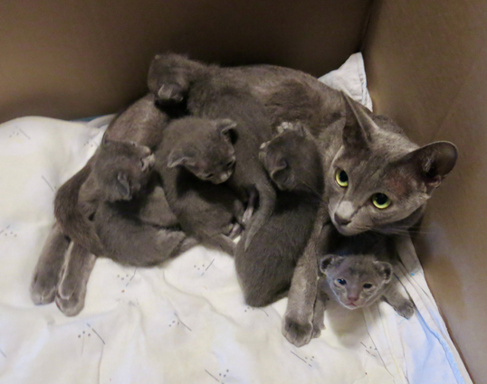 Kittens at 2 weeks